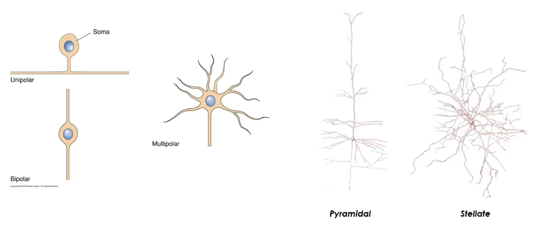 <ol><li><p>Number of projections:</p></li></ol><p>Unipolar</p><p class="p1">Bipolar</p><p class="p1">Multipolar</p><p class="p1">Structural class often aligns with function—e.g., bipolar neurons in retina.)</p><p class="p1"></p><ol start="2"><li><p class="p1">Based on dendrite/axon arrangement and morphology.</p></li></ol><p class="p1"></p><ol start="3"><li><p class="p1"><span>Neurons can be classified by connections or axon length.</span></p><p></p></li></ol><p><span>By connections: sensory neurons carry information from the periphery to the CNS, interneurons process information within the CNS, and motor neurons transmit signals from the CNS to muscles or glands.</span></p><p></p><p><span>By axon length (Golgi classification): Golgi type I neurons have long axons for long-distance signalling, while Golgi type II neurons have short axons and function in local circuits.</span></p>