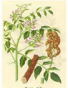 <p><strong>Glycyrrhiza uralensis</strong> (G.glabra)</p><p>Fabaceae (họ Đậu)</p>