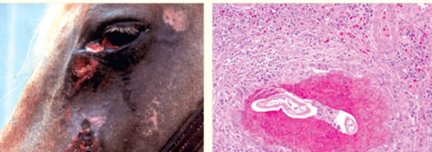 <p>What is the pathology?</p>