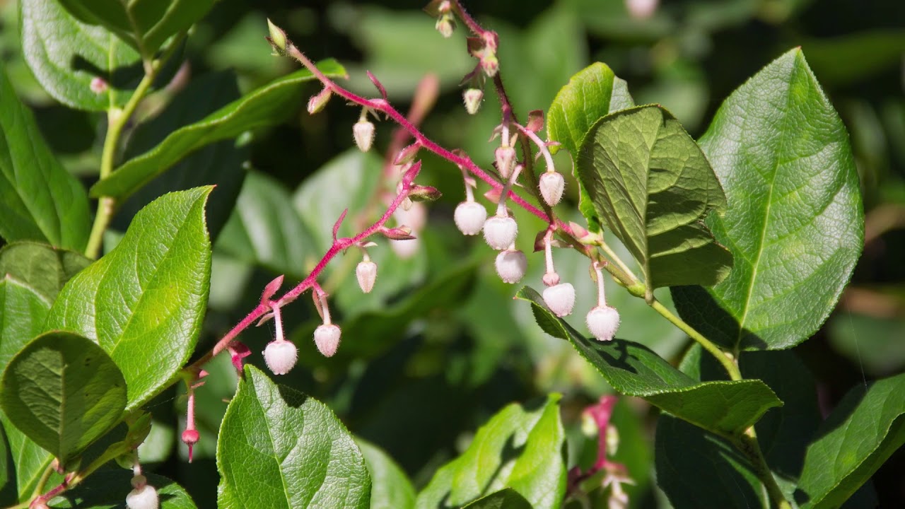 <p>-thick, oval shaped leaves<br>-urn shaped flowers</p>