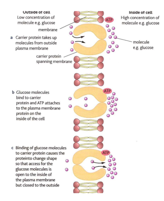 <p>Active transport is the movement of substances against the concentration gradient, which requires energy from respiration</p><ul><li><p> This occurs by specific carrier proteins, which use energy provided by ATP (adenosine triphosphate) to change shape and transfer the substance</p></li></ul>