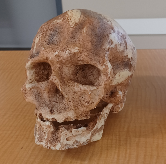 <p>What skull is this?</p>