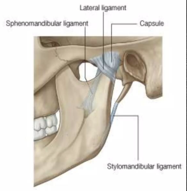 <p><span style="color: #000000">A <strong>thickened band of deep cervical fascia</strong> that stretches from apex and adjacent anterior aspect of the <strong>styloid proces</strong>s to the angle and <strong>posterior border of the mandible</strong></span></p>
