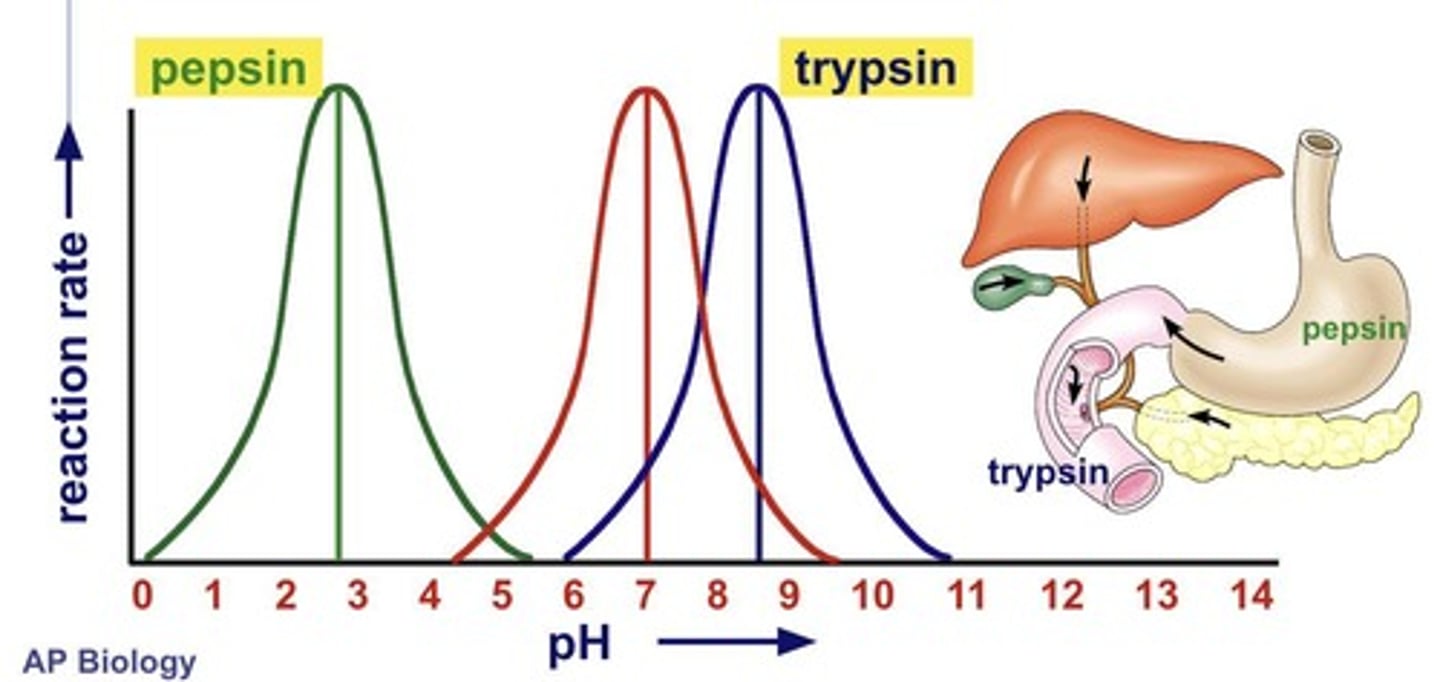 <p>Enzyme active at pH 2-3 in stomach.</p>