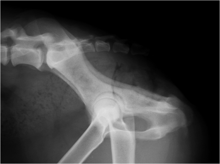 <p>Why do the 2 femurs in this radiograph look different?</p>