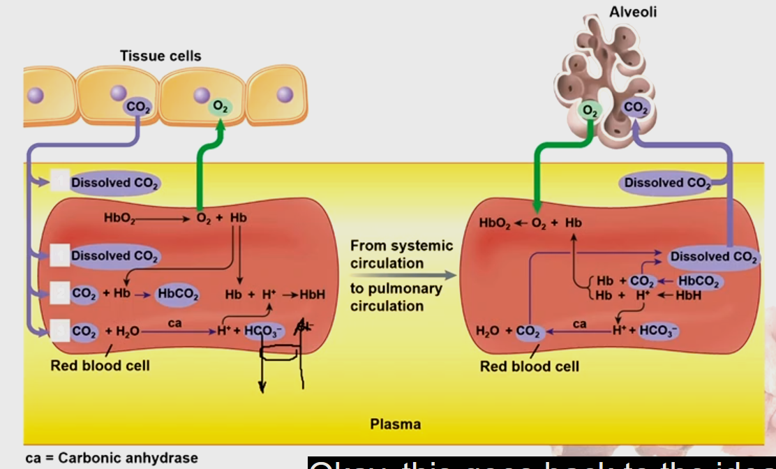 <ul><li><p>All we need to know about Carbon Dioxide Transport</p><ol><li><p>Picking up CO<sub>2</sub> &amp; Dropping off O<sub>2</sub> in tissues</p></li><li><p>In lungs, we’re Dropping off O<sub>2</sub> to tissues &amp; <strong>picking up CO<sub>2</sub> from Tissues</strong></p></li><li><p>This is saying that oxyhemoglobin will drop off oxygen off, &amp; hemoglobin will bind to CO<sub>2</sub> to make <strong>Carbaminohemoglobin</strong></p></li><li><p><strong>Hemoglobin will bind to Hydrogen to make HbH (Hydrogen Hemoglobin)</strong></p></li><li><p><strong>Chloride Shift: </strong>Bicarbonate-Chloride Exchange</p><ol><li><p>Should shift <strong>Bicarbonate out </strong>of tissue cell with antiport exchange pump </p></li><li><p>&amp; shift <strong>chloride into cell</strong></p></li></ol></li></ol><p></p></li></ul><p></p>