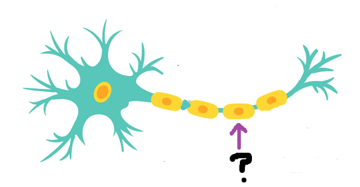 <p>Identify this part of the neuron and its function:</p>