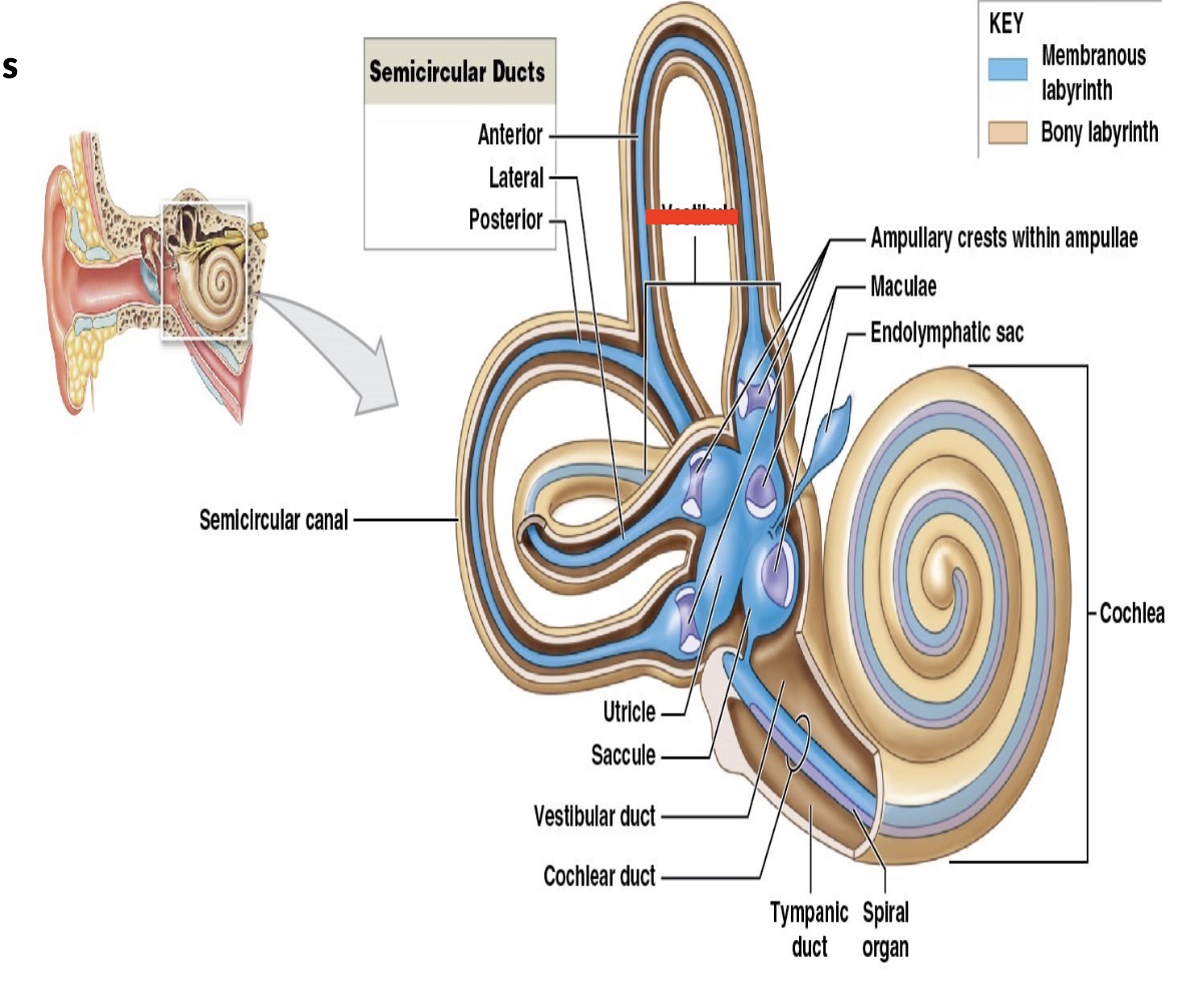 <p>function of vestibule? </p>
