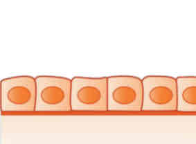 <p>Simple Cuboidal</p>