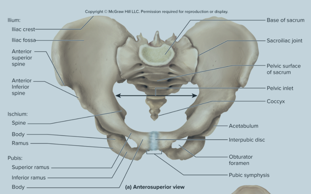 <p>What are the parts of the ilium?</p>