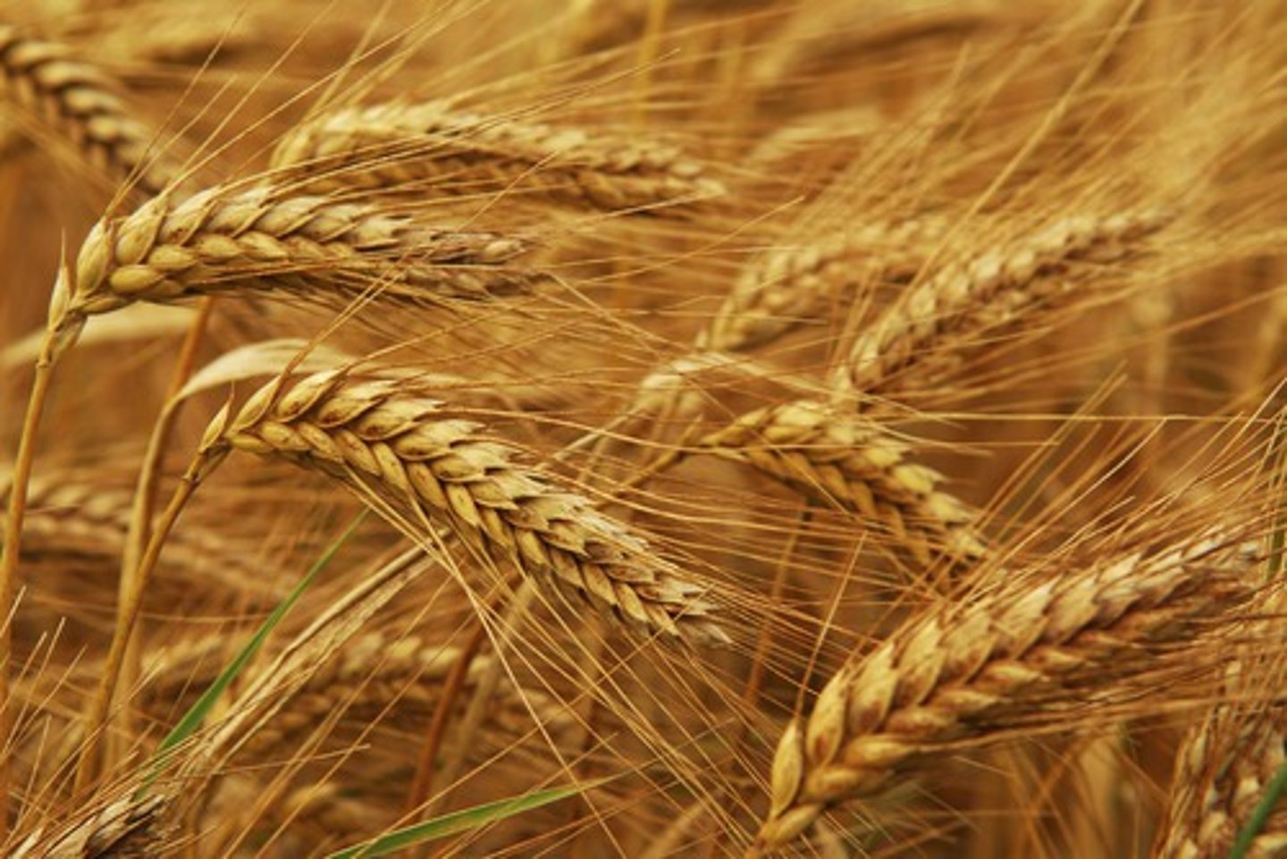 <p>grain</p>