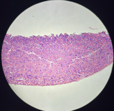 <p>What is this a slide of?</p>