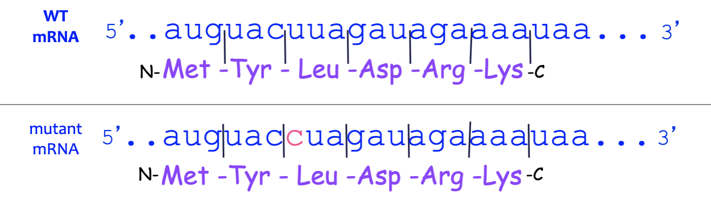 <p>what type of mutation?</p>