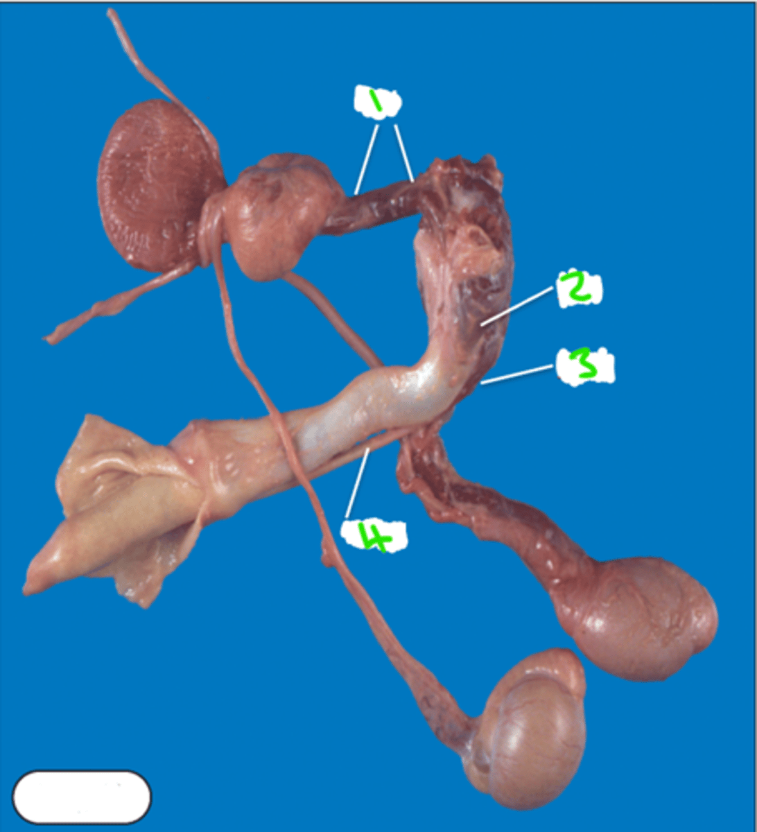 <p>Name muscles 1-4 associated with the penis (dog)</p>