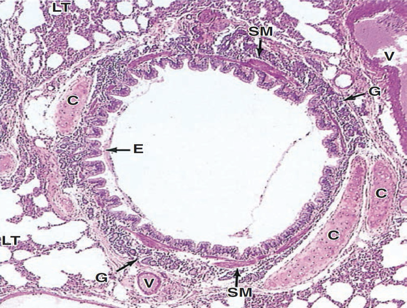 <p>Identify the structure</p>