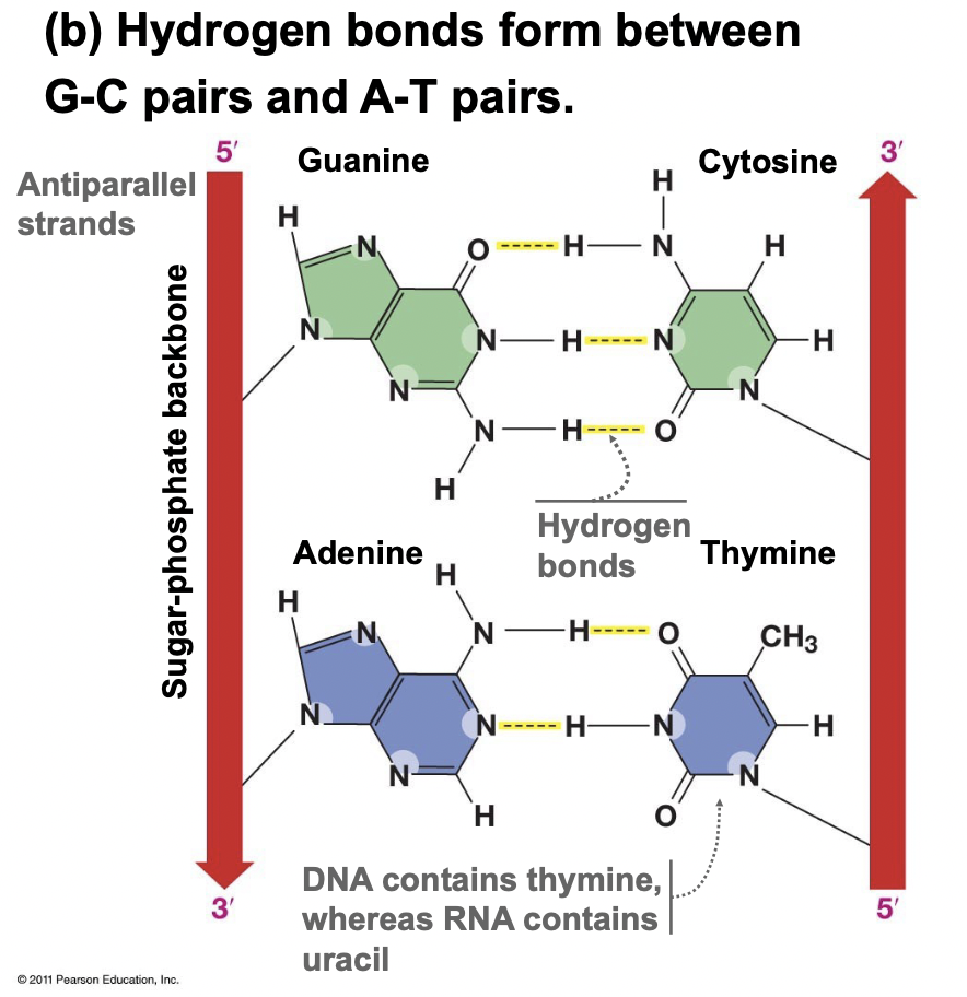 <ul><li><p>Purine bases only pair with pyrimidine bases</p></li><li><p>Guanine → Cytosine form 3 H-bonds (most stable)</p></li><li><p>Adenine → Thymine form 2 H-Bonds (RNA)</p></li><li><p>Adenine → Uracil form 2 H-Bonds (RNA)</p></li></ul>