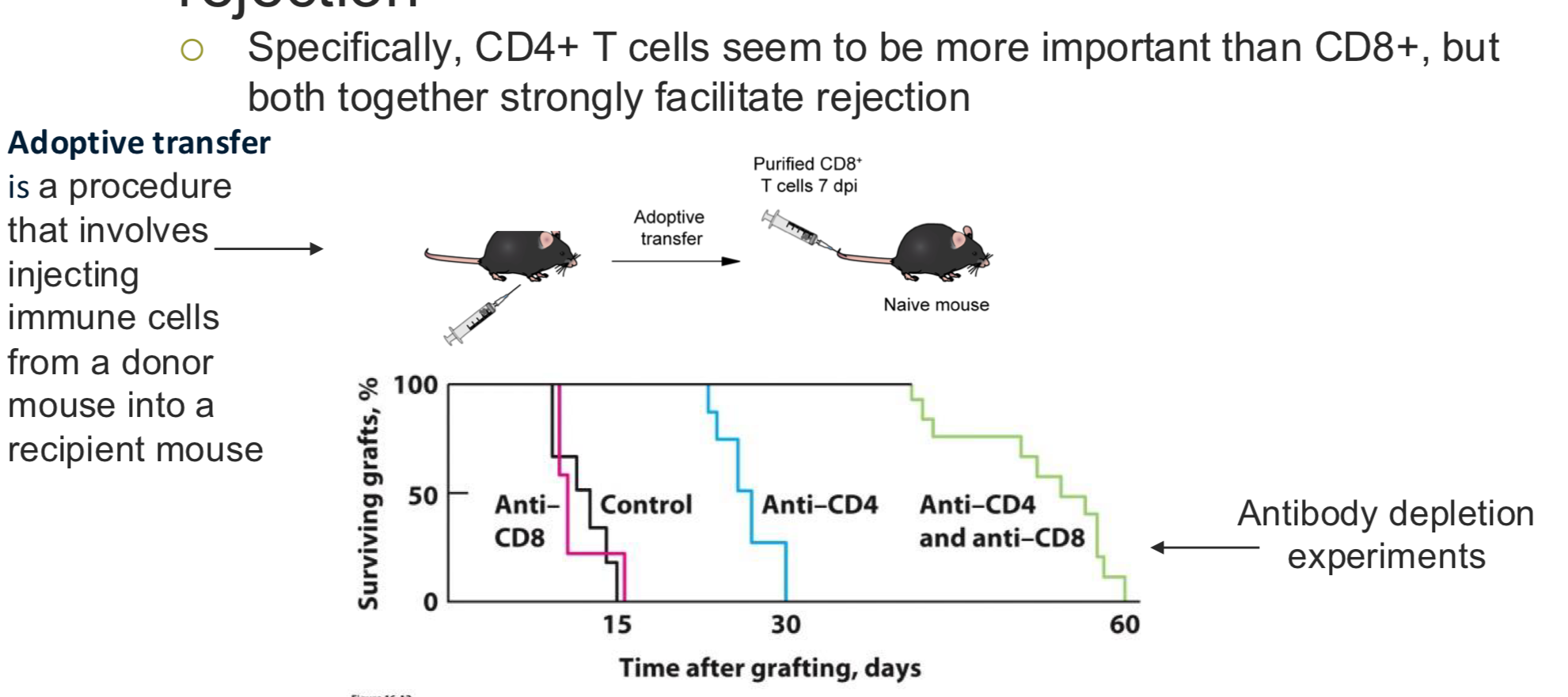 <ul><li><p><span style="background-color: transparent;"><span>t cells mediate graft rejection = CD 4 more important than 8 but 8 is important too</span></span></p></li><li><p><span style="background-color: transparent;"><span>Adoptive transfer: take T cells from one mice and give it to another increasing the number of t cells and see how this would cause a response to the graft</span></span></p></li></ul><p><span style="background-color: transparent;"><strong><span>Antibody depletion experiment : </span></strong><span>add antibodies that target the helper cells and deplete the t cells</span><strong><span>Chronic rejection: </span></strong><span> with phagocytosis, degranulation</span></span></p><p></p>