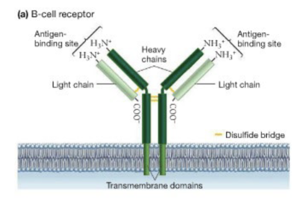 <p>1) FULL TRANSCRIPT YIELDS A PROTEIN WITH TRANSMEMBRANE DOMAINS=MEMBRANE-BOUND B-CELL RECEPTOR</p><p>2) ALTERNATIVE SPLICING OF TRANSCRIPT YIELDS A PROTEIN THAT LACKS THE TRANSMEMBRANE DOMAINS = FREE FLOATING ANTIBODY</p>