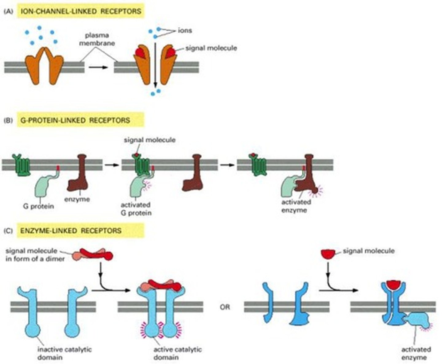 <p>Ion-Channel-linked, G-Protein-linked, and Enzyme-linked Receptors.</p>