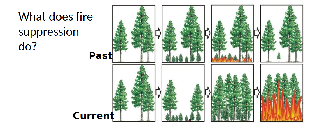 <p>in the past, tree saplings wouldn’t be able to grow into a mature tree because frequent, low-intensity fires would whip them out and decease the density of the forest floor, beneath the large canopy</p><p>now, with low-intensity fires being suppressed, those tree saplings are able to grow into teenager trees that touch the canopy of the adult trees and create a fuel ladder. thus, when a fire does begin, it has fuel from the ground all the way up to the crown of forest and it turns it from a low-intensity fire to a high-severity, crown fire that is stand replacing</p>