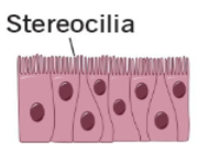 <p><span style="background-color: transparent;">when nuclei are at 2 or more levels and cells vary in shape, but all reach the basement membrane (often have cilia, goblet cells)</span></p><p><span style="background-color: transparent;">	^^ <u>protection from infections</u> ^^ Lines respiratory passageways → mucus covered linings are sticky and trap dust → microorganisms and cillia wipe them away</span></p>