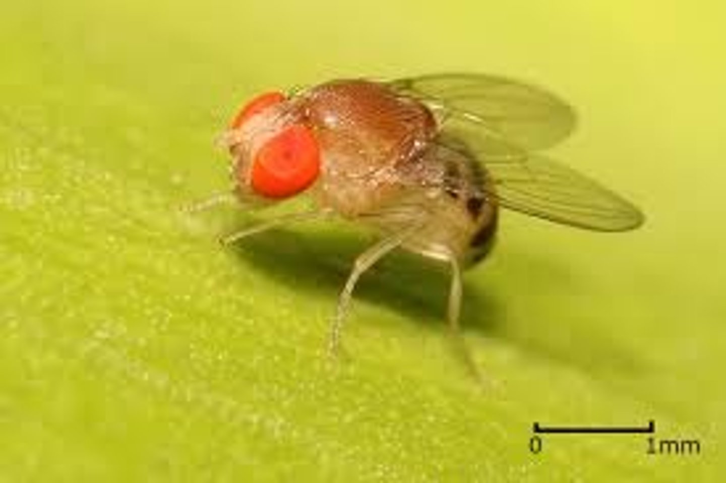 <p>cosmopolitan, drosophila genus used for research, short life span, mostly post-mitotic cells, nuisance flies and some pests, red eyed, rotting fruit</p>