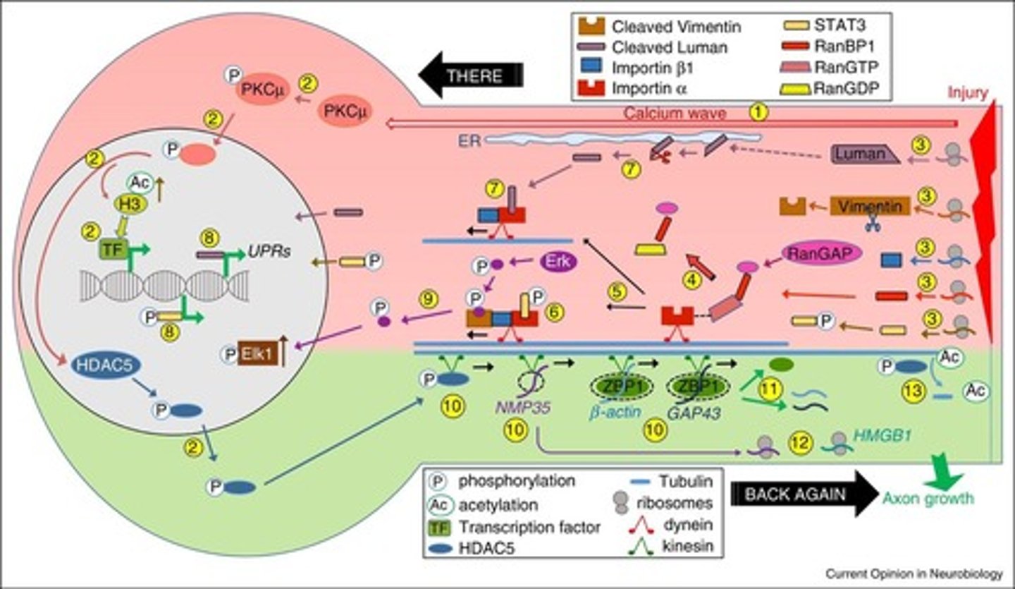 <p>Luman/CREB3 is a retrograde axonal signal that regulates axon regeneration through the UPR.</p>