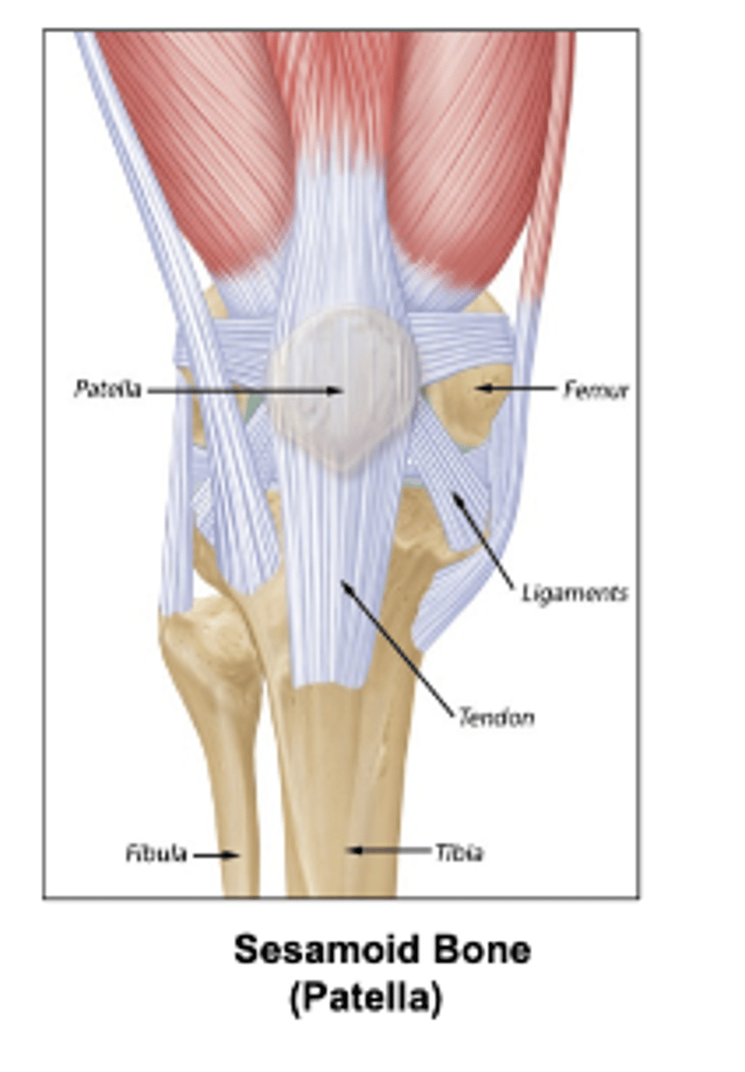 <p>patella</p>
