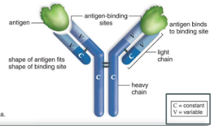<p>Y-shaped protein assemblies:</p><p>2 heavy chains</p><p>– 2 light chains</p><p>– Joined by disulfide bonds</p><p>The end of the two arms are the variable regions that bind to</p><p>specific antigens</p><p>-by binding to the antigen, it marks it as a foreign entity to be destroyed.</p>