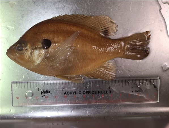 <p>What is the taxonomy, common name, and scientific name of this fish?</p>