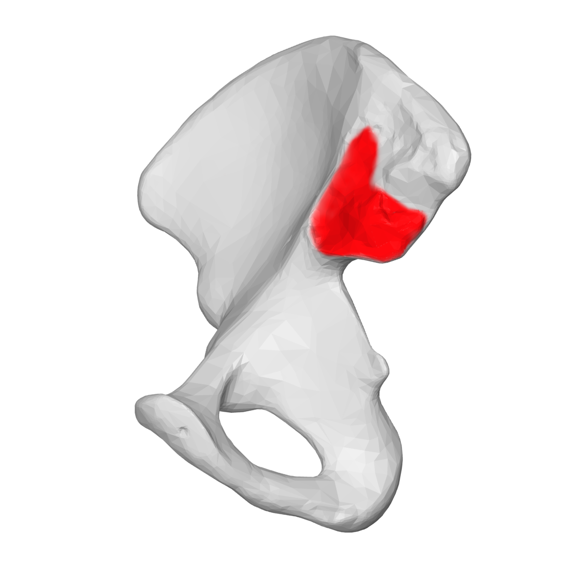 <p>ear-shaped surface that articulates with the sacrum</p>