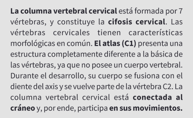 <p>Vértebra cervical (C6)</p>