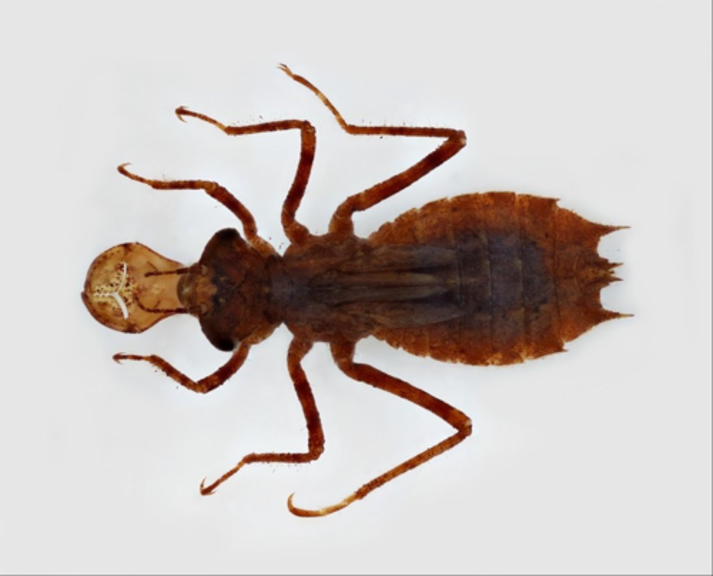 <p>stout-bodies, developed labium to capture food underwater looks like a mask on the lower face</p>