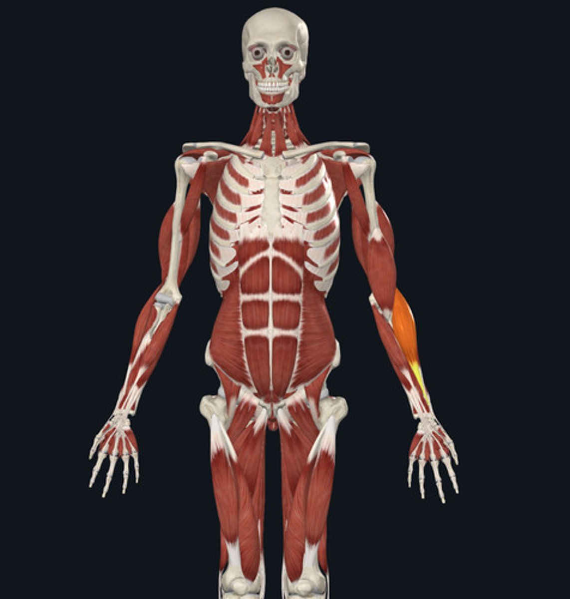 <ul><li><p><u>Origin:</u>&nbsp;Humerus</p></li><li><p><u>Insertion:</u>&nbsp;<strong>Radius </strong>(radialis)</p></li><li><p><u>Action:</u>&nbsp;Elbow flexion</p></li></ul><p></p>