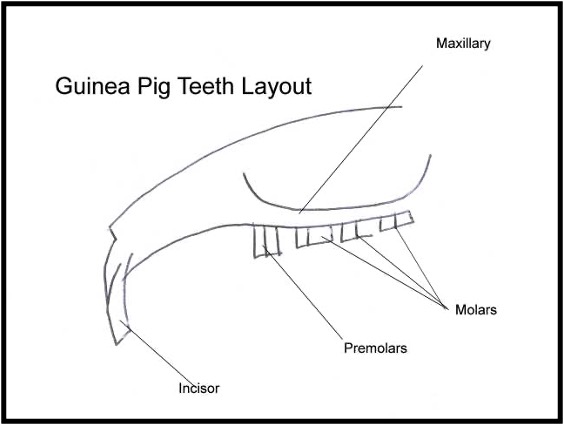 <ul><li><p>Compact body, short legs, no tail, 4 digits on forelimbs,<strong> 1 pair of nipples</strong>, 3 digits on hind</p></li><li><p>Dental formula, 2(I 1/1,C 0/0,P 1/1, M 3/3)</p></li><li><p><strong><u>All</u></strong> teeth are open rooted</p></li><li><p>Large tympanic bullae</p></li><li><p>Unique pharynx</p></li><li><p><mark data-color="blue" style="background-color: blue; color: inherit">Soft palate is continuous with the base of the tongue and has a hole in it, called </mark><strong><mark data-color="blue" style="background-color: blue; color: inherit">palatal ostium</mark></strong><mark data-color="blue" style="background-color: blue; color: inherit">.</mark></p></li></ul><p></p>