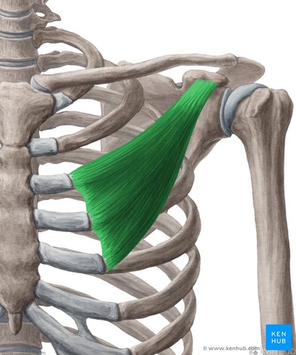 (behind pectoral is major)