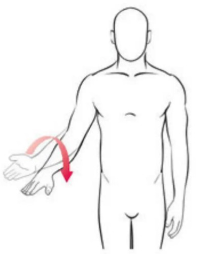 <p>Movement across the transverse plane toward midline</p>
