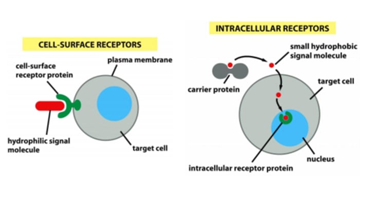 <p>proteins in or on target cells that bind to ligands</p>