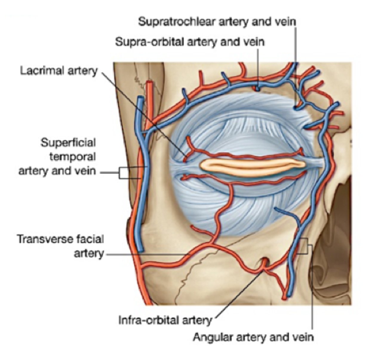 <p>Internal Carotid Artery (ICA): deep eyelid tissue</p><p>External Carotid Artery (ECA): superficial eyelid skin</p>