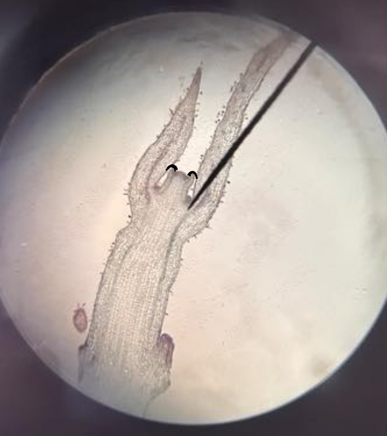 <p><span>part of SAM under microscope; a slight bulge that continues to grow into a leaf primordium</span></p>