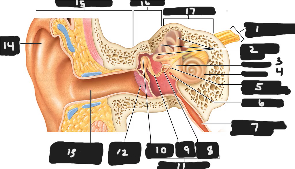 <p>13 , auditory canal </p>