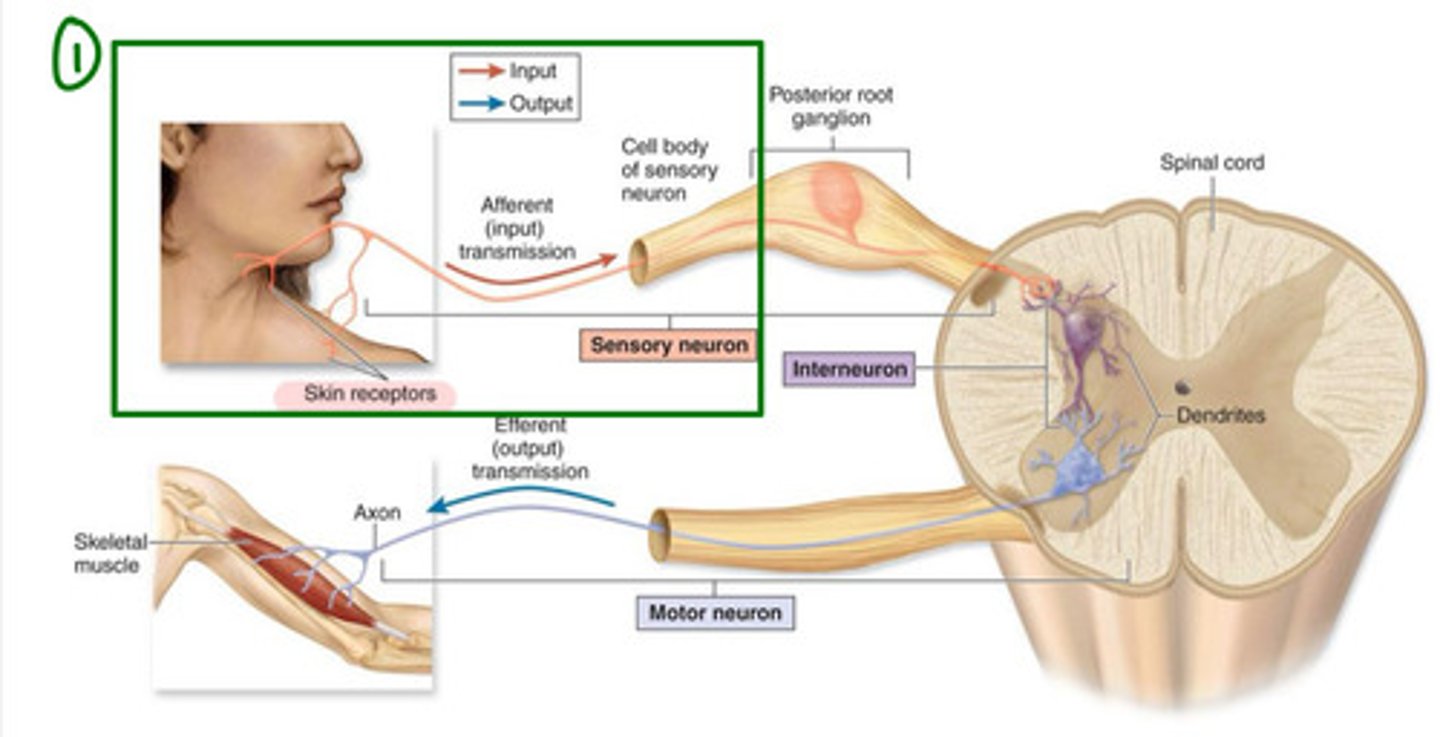 <p>what is step 1 of 6 in a basic spinal cord circuit?</p>
