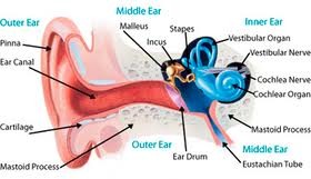 collects sound from air and directs it through the ear canal