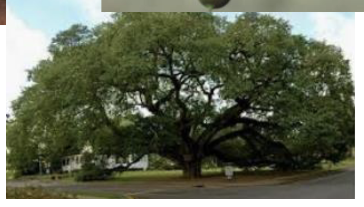 <p>what is the name of this tree </p>