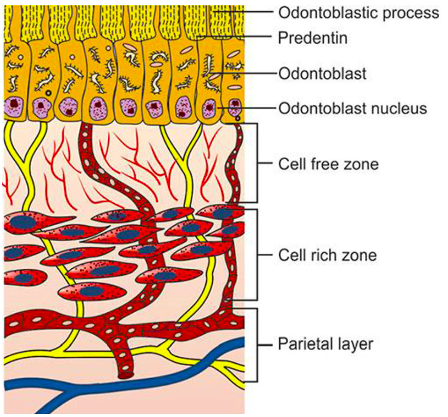 <p>defense and signaling</p><p>regulation of dentin permeability</p><p>increase dentin formation to protect pulp</p><p>dentin formation throughout life (primary, secondary, tertiary)</p><p>sensory transmission<span> </span>via odontoblast processes and nerve endings</p>