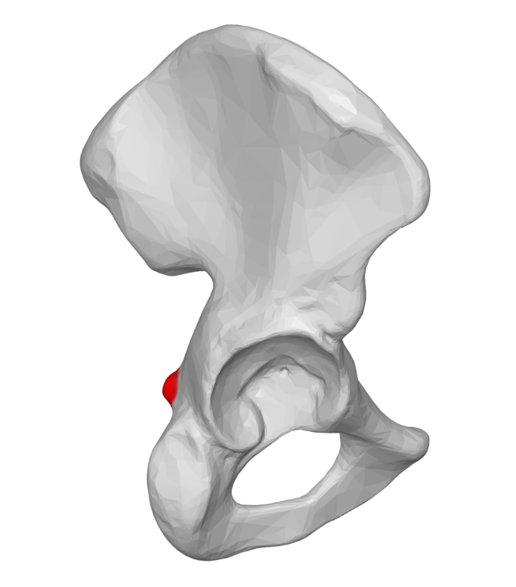 <p>Highlighted is the?</p>
