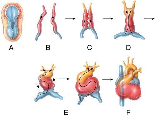 <p>Which of the labeled steps in the diagram represents formation of the endocardial tubes?</p><p>a) A</p><p>b) B</p><p>c) C</p><p>d) D</p><p>e) E</p>