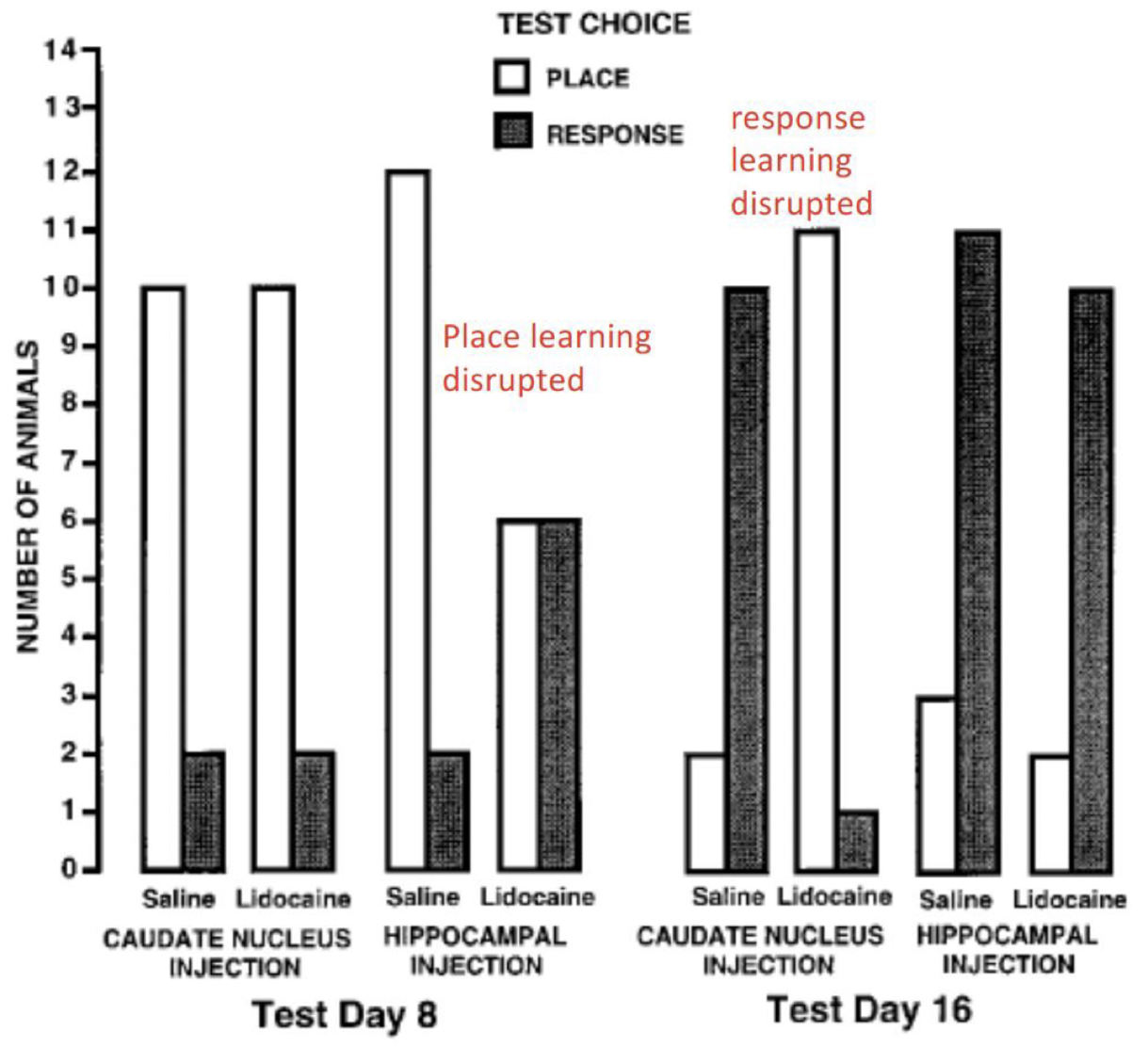<ul><li><p>Injected saline (control) or lidocaine (sedative- temporary brain damage) into rat brains at each day to see how response/place learning is affected</p></li><li><p>At Day 8:</p><ul><li><p>Injecting lidocaine in basal ganglia → no effect</p></li><li><p>Injecting lidocaine in hippocampus → place learning disrupted</p></li></ul></li><li><p>At Day 16:</p><ul><li><p>Injecting lidocaine in basal ganglia → response learning disrupted</p></li><li><p>Injecting lidocaine in hippocampus → no effect</p></li></ul></li><li><p><strong>Summary:</strong></p><ul><li><p>Place strategy dominates (involves hippocampus) → </p></li><li><p>Response strategy dominates (involves basal ganglia - becomes habit)</p></li></ul></li></ul><p></p>
