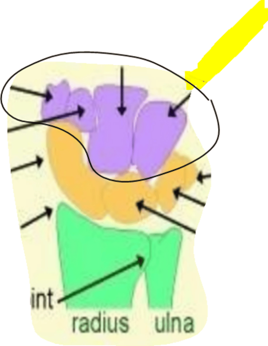 <p>Strong ligamentous connections</p><p>• Moves as a rigid unit</p><p>• Provides stability for grip and load transfer</p><p>Includes: Trapezium, Trapezoid, Capitate, Hamate</p>