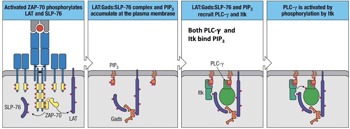 1. ZAP-70 phosphorylates LAT and SLP-76 which then come together by Gads
2. LAT:Gads:SLP-76 complex and PIP3 accumulate at plasma membrane
3. PIP3 recruits Itk and LAT:Gads:SLP-76 recruits PLC-γ and they bind via phosphorylated sections
4. PLC-γ is activated by phosphorylation by Itk